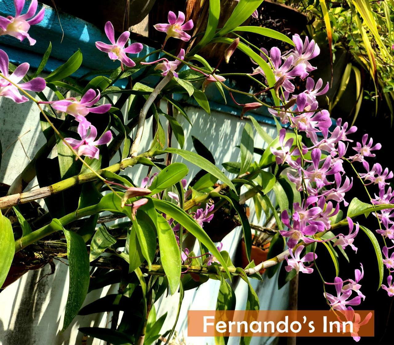 Fernando'S Inn Негомбо Экстерьер фото